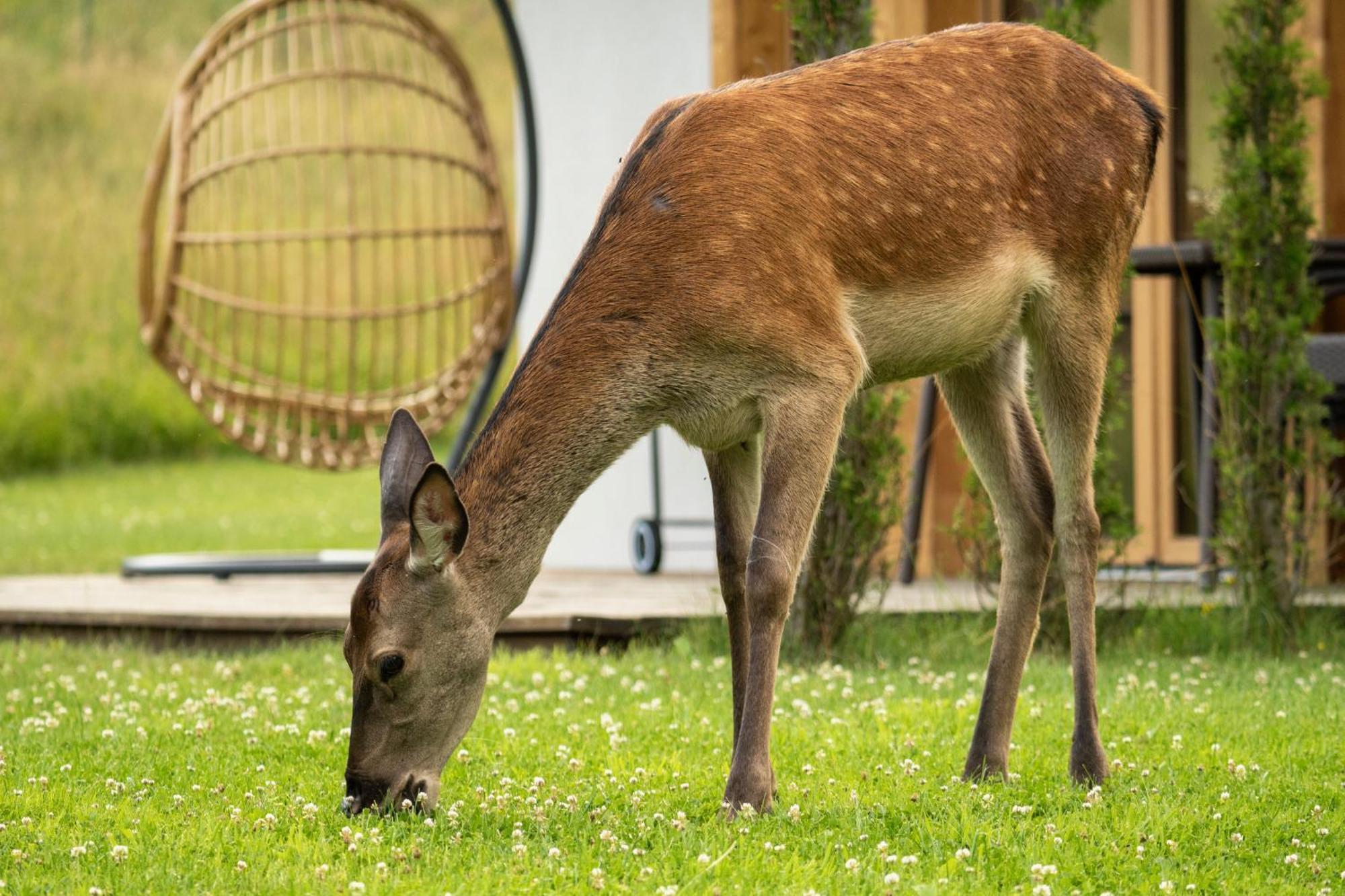 Chaty pod Beskidkiem Szczyrk Exteriér fotografie